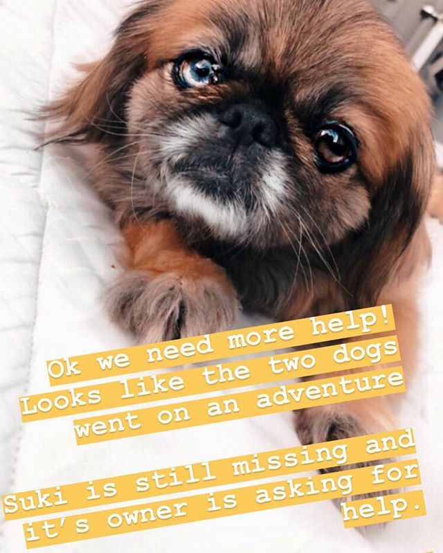 We helped the last dog find its owner.  But it turns out this one is missing too.  Can you help the owner find their Suki  Let’s help Suki find its way home.  Do your thang Machete fam.