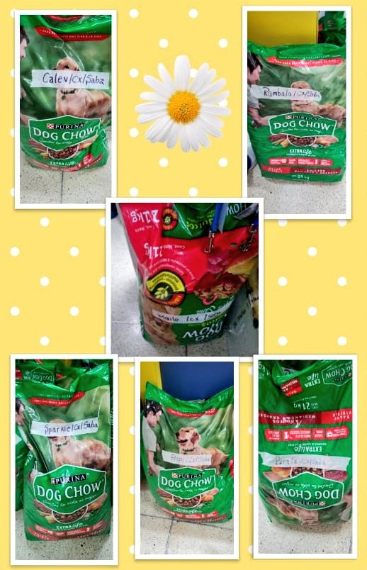 incondic_peru's tweet image. INICIAMOS LA COMPRA Y ENTREGA DE ALIMENTO!💕🐕
Gracias a todas las personas que nos ayudan, hemos entregado 06 sacos de Dogchow de 21 kilos.
Los perritos #Sparky #Rambala #Flopy #Calev #Pirata #Cooper
están cubiertos hasta primera semana de abril. 
GRACIAS PADRINOS 🙋🏻‍♀️💕🙋🏻‍♂️