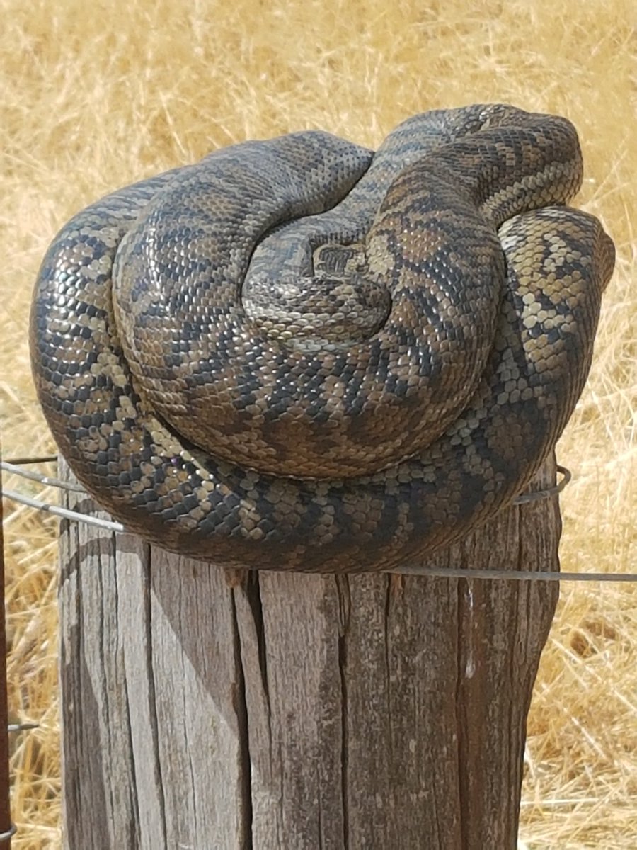 TimShep05's tweet image. Nice place for a sleep in the sun