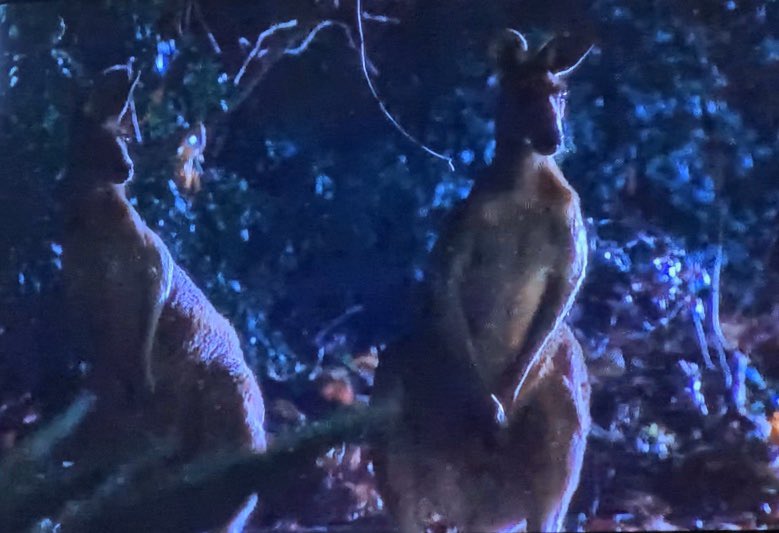 BachelorFlorist's tweet photo. When the kangaroos are more concerned you’re crying than your boyfriend is 🦘🦘 #bachelor #bachelorabc #bachelornation https://t.co/UdwYMSnyjx