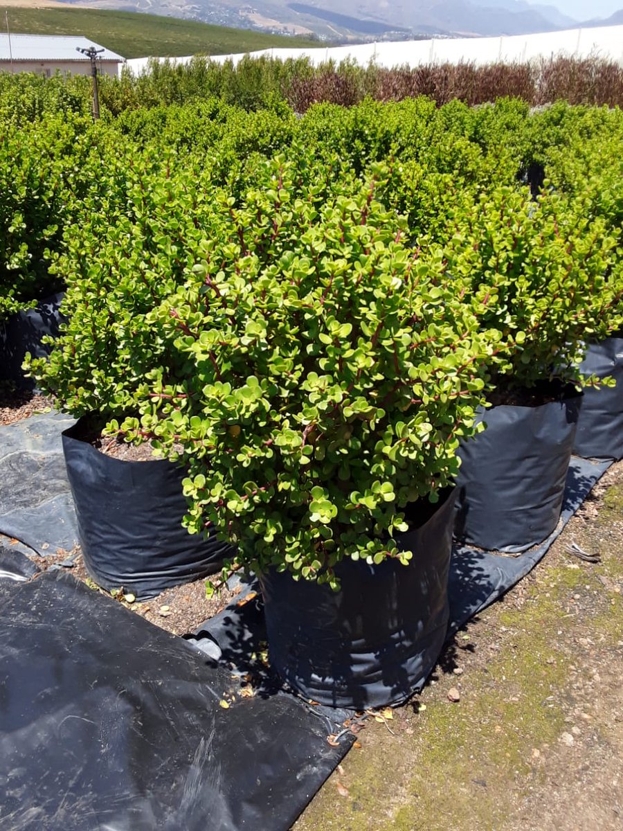 ClicknPlantza's tweet photo. Spekboom Special - https://t.co/Puk69gL1xk
#spekboom
#spekboomchallenge
#spekboomchallenge2020
#garden
#2020
#capetownsouthafrica
#landscaping
#clicknplant
#gardencenter
#nurserydecor
#outdoorplants
#indoorplants
#sale
#succulent
#waterwise
#onlineshopping
#Portulacaria https://t.co/zcMEVbw8xG