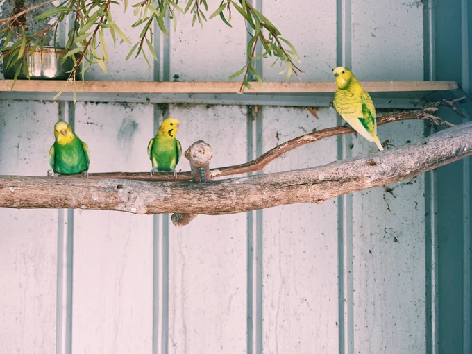 オーストラリアで本場のセキセイインコとオカメインコ見れて嬉しい 