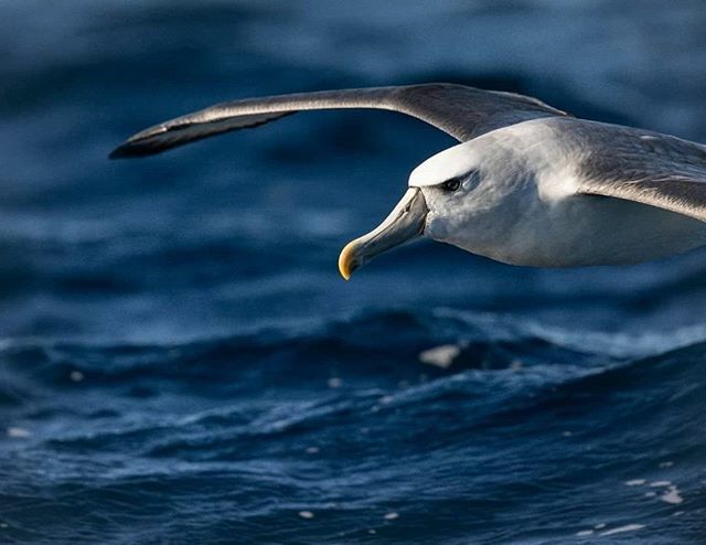 And albatross enters stage right!

These beautiful birds often steal the show on our wilderness cruises.

Their stunning markings (no eyeliner required), incredible wingspan and capacity to wheel in the wind high above our yellow boats certainly deserves… ift.tt/2SWGkQs