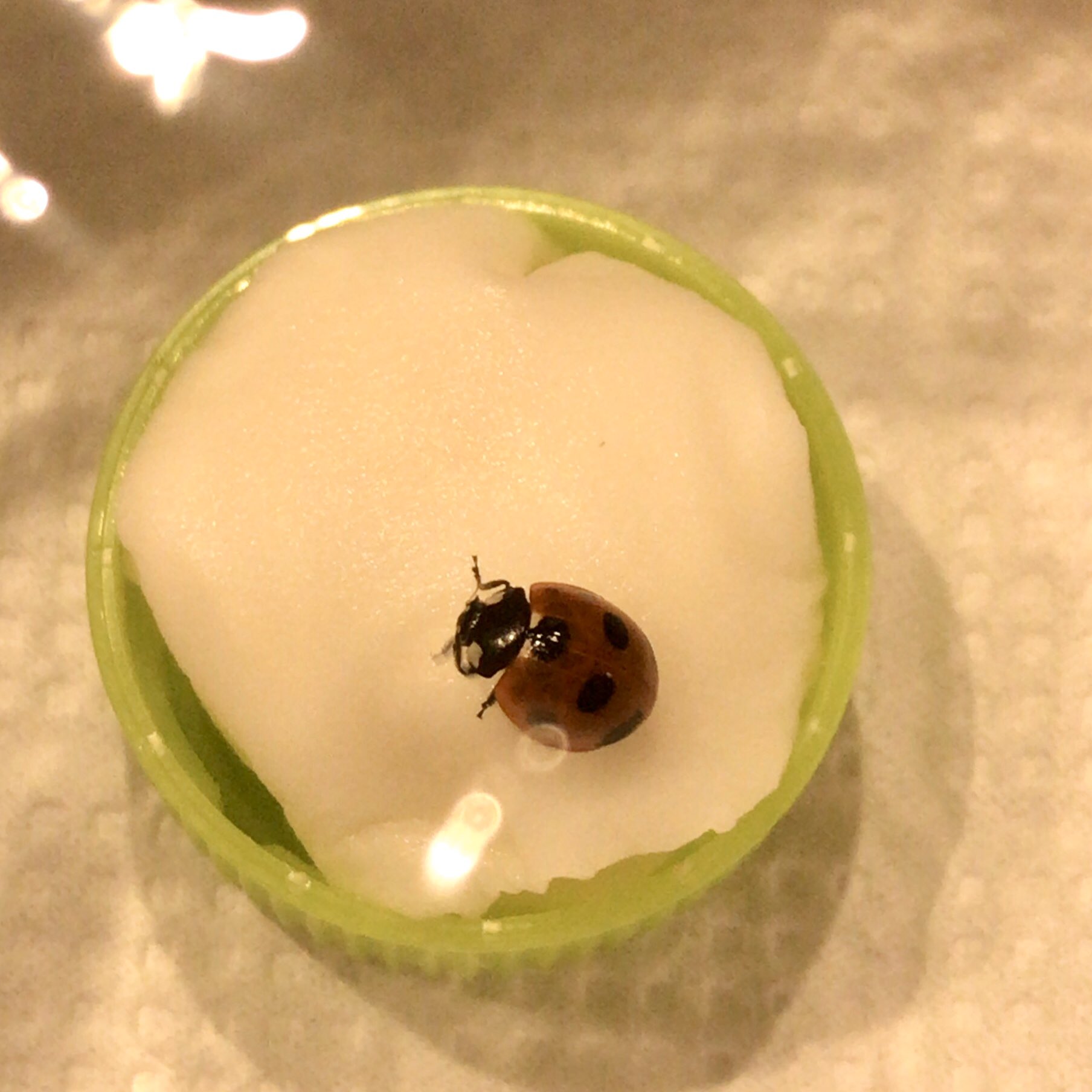 どんぐり てんとう虫を保護しました 経験ある方 飼い方教えてください 春まで頑張ってもらいたいです 冬眠からすっかり覚めて飛び回ってます アブラムシがないので蜂蜜水をあげました Dejavu てんとう虫 どんぐり てんとう虫を保護しました 経験ある方 飼い方教えてください 春まで頑張ってもらいたいです 冬眠からすっかり覚めて飛び回ってます アブラムシがないので蜂蜜水をあげました Dejavu てんとう虫