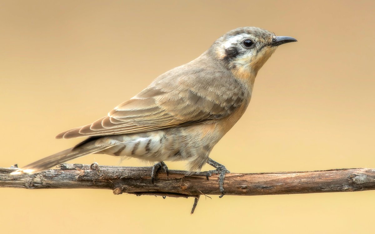 Pythagorasaur tweet media