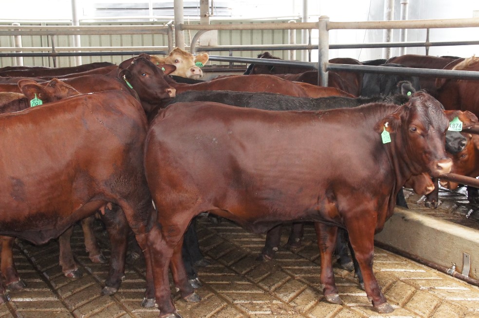 beefcentral's tweet photo. Domestic grainfed forward contracts have shot to unprecedented levels this month, as supermarket groups like #Coles and #Woolworths battle to maintain beef supply in a dynamic and rapidly evolving 2020 cattle market 👉 https://t.co/EInrnO6dPk #BeefCentral #AusBeef #agchatoz https://t.co/RWJHWpYX1O