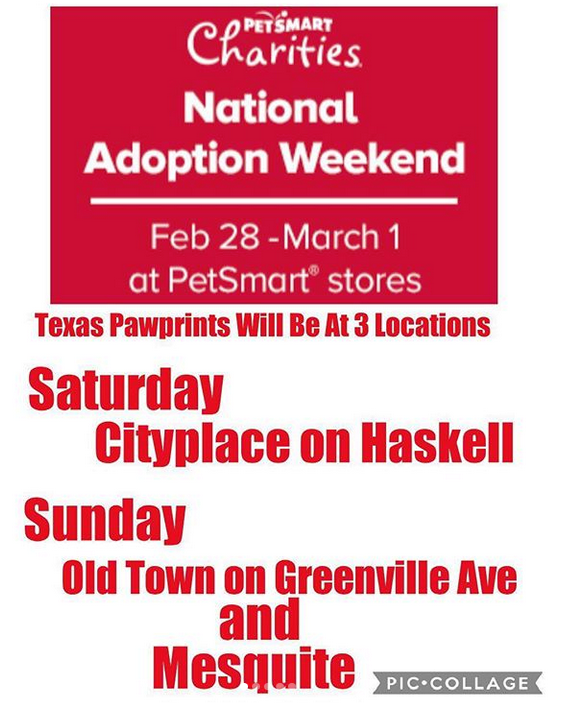 txpawprints's tweet photo. Texas Pawprints will be busy this weekend! 
Event #1 - Sat. Feb 29 at PetSmart at 2415 N.Haskell Ave. There will be rescue groups, food trucks, entertainment and we will be hosting a bake sale!  🧁🍰🍪

#adoptdontshop  #rescuecat #furreverhome #furbaby @PetSmart @PetSmartChariTs https://t.co/HrLp4u0yay