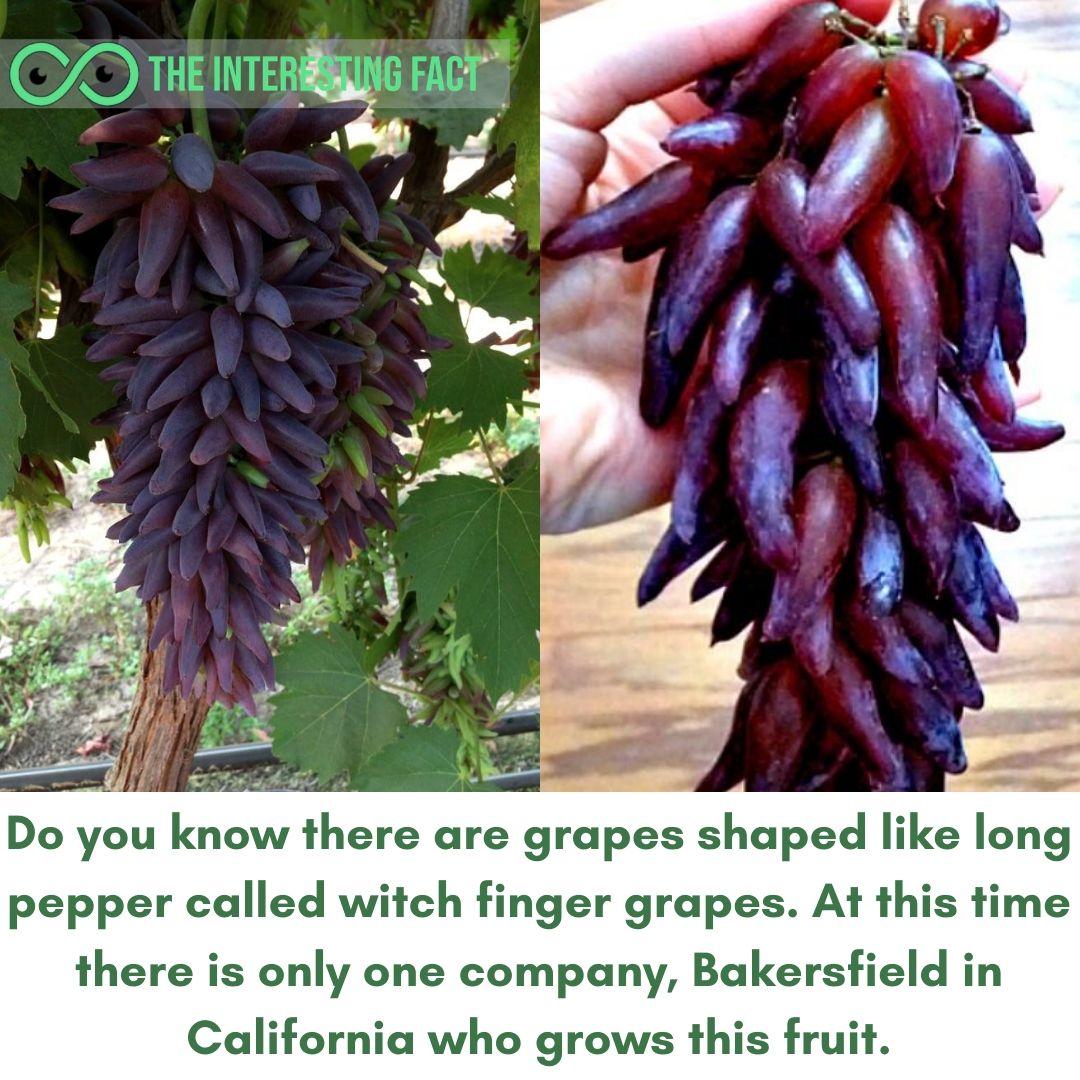 factsTIF's tweet photo. There are several unknown facts
for more visit: https://t.co/FyRq2KSy7d
#bakersfield #uniquefruits #california #fruits https://t.co/y1Bmxsh4iW