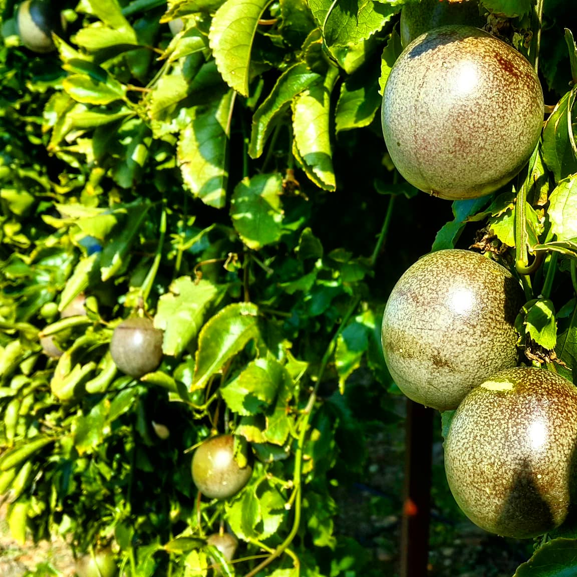 ❤🌿🌿🌿🌴passion fruit / pasiflora

#çarkıfelek #passiflora #passionfruit #drtropic #tropikalmeyveler #antalya #tropicalfruits #vegan #raw #meyve #lezzet #gurme #sunum #fruit #egzotikmeyve #taze #fresh #fit #yemek #leziz #healtyfood #goodfood #nefis #enfes