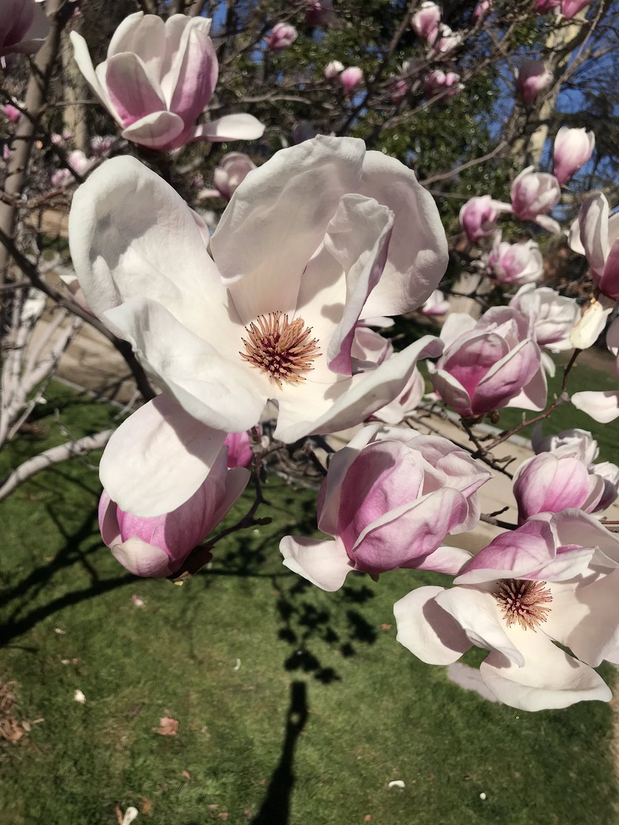 Parque del Retiro (@elretiromadrid) on Twitter photo La #Primavera está a la vuelta de la esquina... ¿o está ya aquí? Los almendros, prunos y los magnolios tulíperos dicen que sí.
Feliz martes.
Saluda <a href="/Adellanotte/">Antonello Dellanotte</a>
#Madrid #ElRetiro #RetiroExperience
#Naturaleza La #Primavera está a la vuelta de la esquina... ¿o está ya aquí? Los almendros, prunos y los magnolios tulíperos dicen que sí.
Feliz martes.
Saluda <a href="/Adellanotte/">Antonello Dellanotte</a>
#Madrid #ElRetiro #RetiroExperience
#Naturaleza
