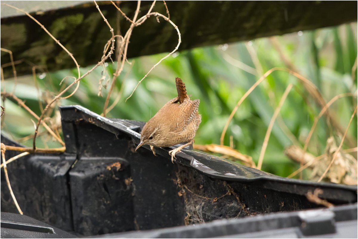 In much happier <a href="/NQGrowboxes/">NQ Growboxes</a> news, at the moment the Wren is to be found mostly hanging around the compost bins. He or she is obsessed! 😂