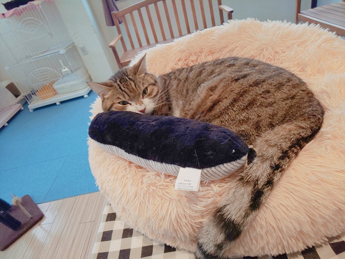 狭山市 猫カフェ Funnycat On Twitter ネコバスがベッドで寝ている 狭山ファニーキャット 猫カフェ ネコ 西武新宿線 埼玉県 駅近 大きいねこ かわいい