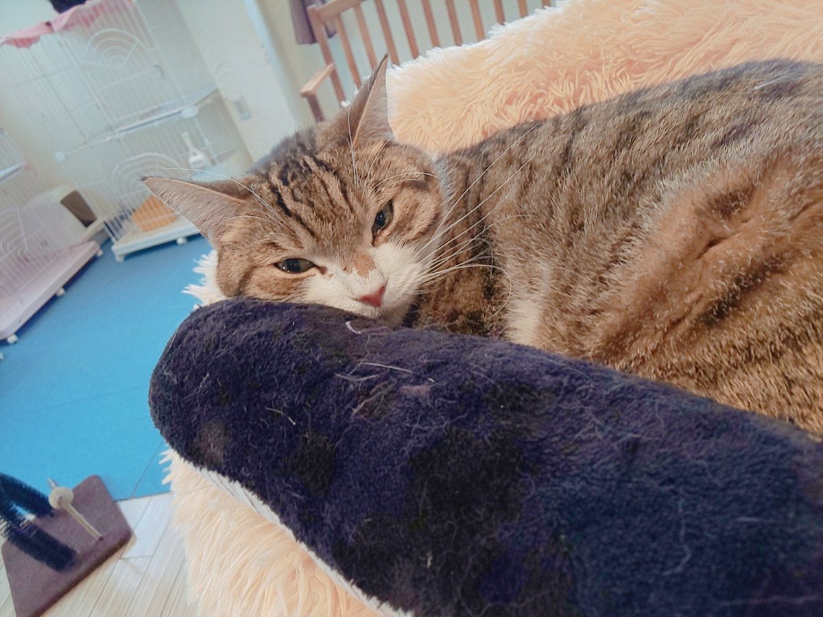 狭山市 猫カフェ Funnycat ネコバスがベッドで寝ている 狭山ファニーキャット 猫カフェ ネコ 西武新宿線 埼玉県 駅近 大きいねこ かわいい