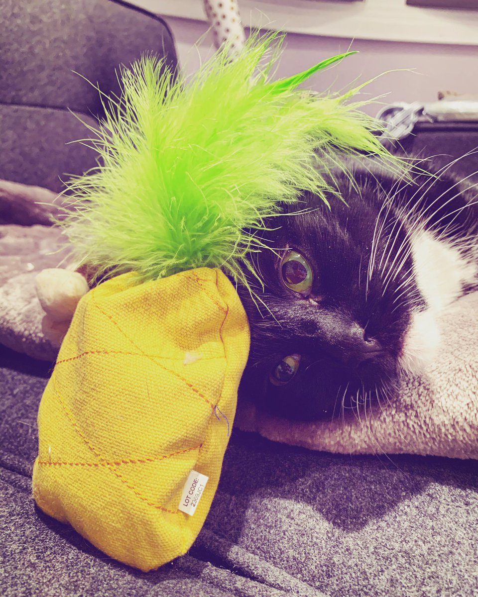 TheRealMeow4's tweet photo. Catnip trip 🐾😎 https://t.co/niETrflsDy