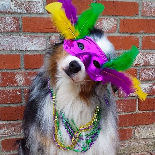 Bonjour🎭Good morning🎭
Terrific Tuesday all💋😘
Happy #FatTuesday #MardiGras