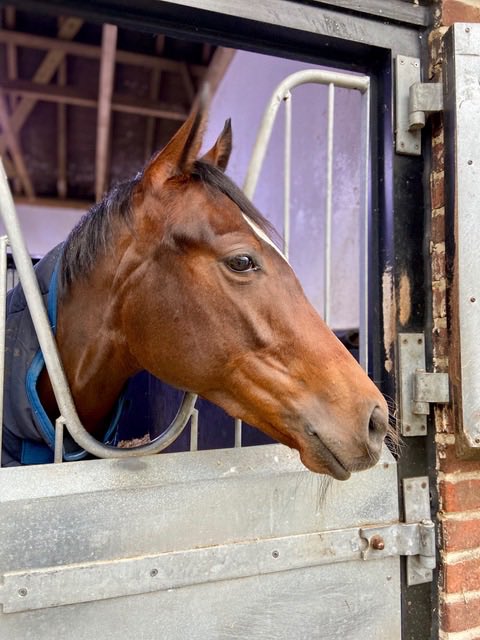 We are enjoying following the progress of our #OasisDream filly in training with @edwalkerracing. She is taking everything in her stride and progressing well.

#HotToTrot1 members will be visiting her in a couple of months time - love a trip to the Valley of the Racehorse!