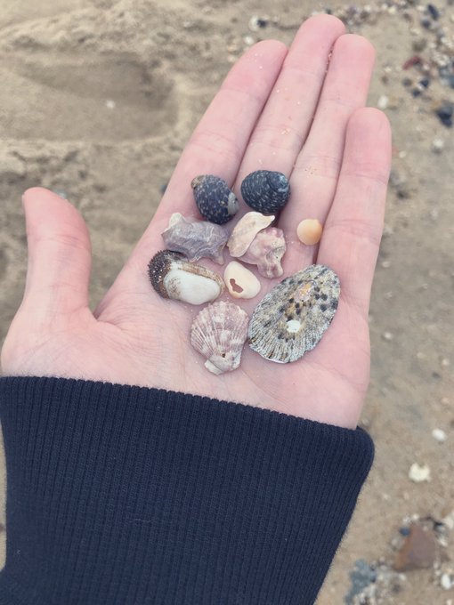 ๆ็ณใฎๆตทๅฒธใง่ฒๆฎปใฒใใฃใ๐โจใใใใ๐