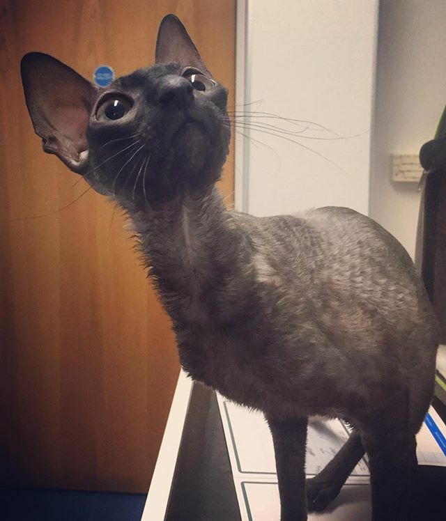 Castle_Vets's tweet photo. Winnie says βHave you got any Dreamies for me??β π #catsofinstagram #instacats #cute #catlovers #vetposts #vetsofinsta #instavet #castlevetsreading #rdguk https://t.co/Ad0MYBaCeR https://t.co/ZLSX4FUb3k