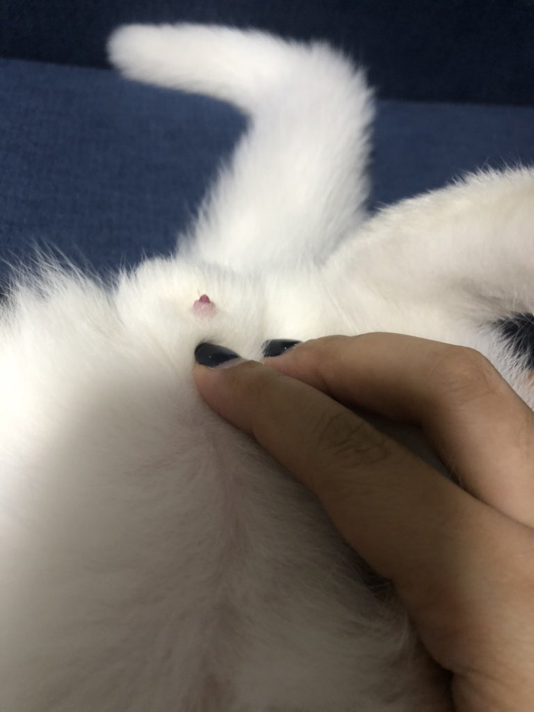 hbker07's tweet photo. เลี้ยงแมวมาตั้งแต่มันเร้กๆ ยังเป็นเด็กน้อยซอฟว๋าน เรียกนางลูกสาวๆ แบบคนสวยงั้นงี้ เพราะตอนซื้อมาคือรับรู้กันทั้งบ้านว่านางเปนตัวเมีย สรุปเมื่อคืนคือ มึงงงงงง น้องมีจู๋5555555555555555555555 แล้วของทุกอย่างที่ซื้อให้คือหวานแหววมาก ไม่ไหว555555555555555555555555555 https://t.co/dXAGRZFEoW