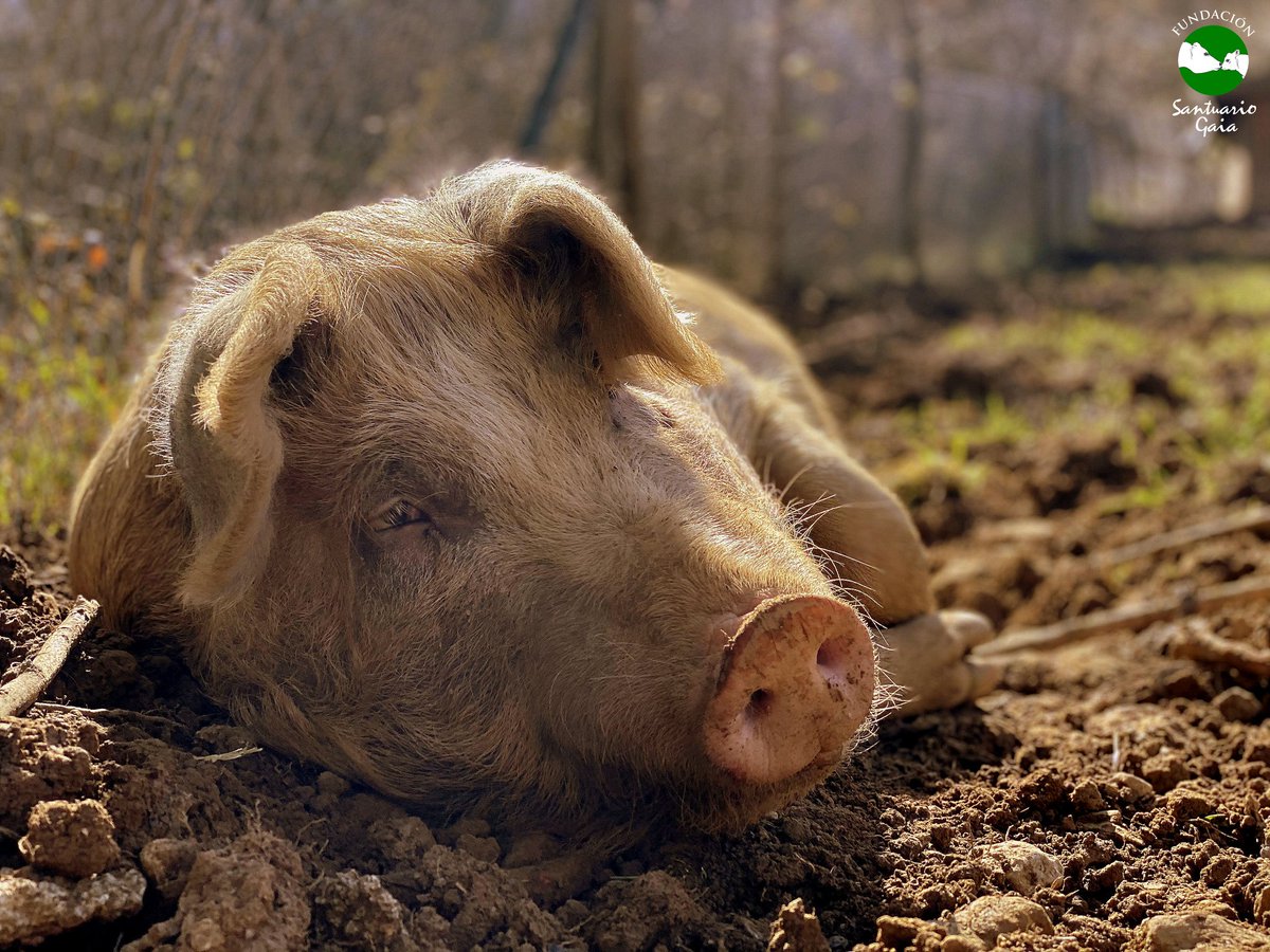 Ayer murieron + de 100 cerdos en 2 accidentes de camiones que los llevaban al matadero.

Queenz es una de las pocas de su especie que vive con respeto y amor. 

🎬 LLEGADA: youtu.be/Ofxb43D9f-w

Los demás seres vivos no están aquí para nuestro uso.

FundacionSantuarioGaia.org/colabora