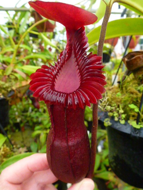 食虫植物N. edwardsiana x ventricosa red 山田食虫植物農園 @『愛犬と