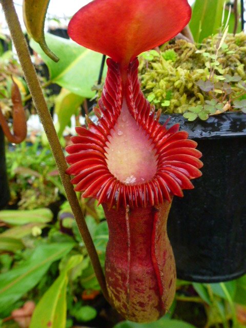 N.edwardsiana ＃山田食虫植物農園 ＃ネペンテス