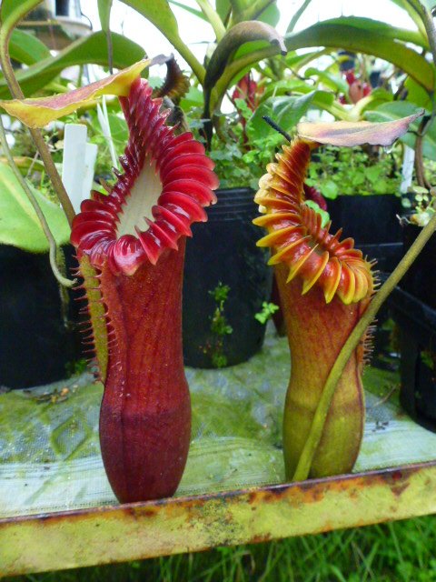 N.edwardsiana ＃山田食虫植物農園 ＃ネペンテス