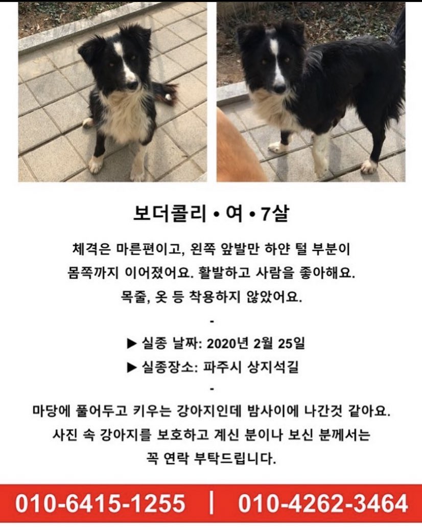 xiu99umin's tweet photo. @ : 진짜 친한 친구 강아지가 없어졌어요 ㅠㅠ... 이 사진 공유해주시면 감사하겠습니다 ㅠㅠㅠㅠㅠㅠ

공유해주세요 ㅠㅠ ! ! https://t.co/FVc7IqHCGr