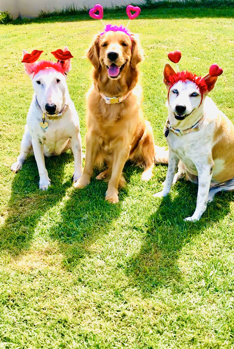 YaidieL's tweet photo. @adamonzon Awwww q bello cuánto tiempo tiene la marley tiene 3 añitos y estas son sus hermanitas De izquierda a derecha Puka Marley y Kala 😍 lindo día y gracias por su atención saludos a nikey 🐾😘😍 https://t.co/Io59ow23n9