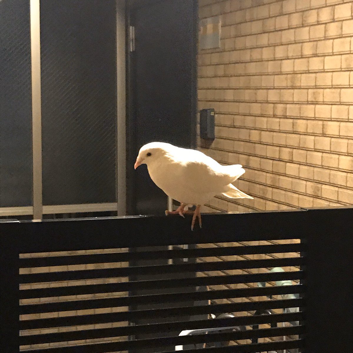 ことりのおなか うちのマンションに迷子 の白鳩がいます 福岡市東区 捕まえられないので とりあえずうちのインコのご飯と水を近くに置いています 足輪はない 模様 うちの鳥かも という方はdmください 拡散に協力頂ける方もよろしくお願いします