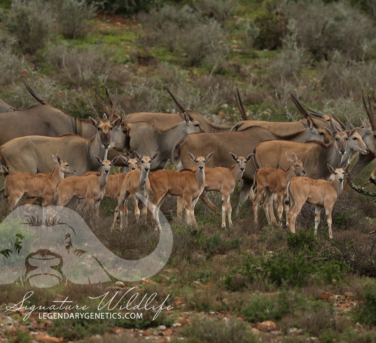 SignatureWild's tweet image. Kwandwe Signature Wildlife are offering various Eland lots on the @signaturewildlife Auction this year. These lots include:
-Eland cows
-Eland Blue bulls
-Adult Eland bulls (kuifkop)

Dont forget to save the date, 28 March 2020!

#signaturewildlife #Eland