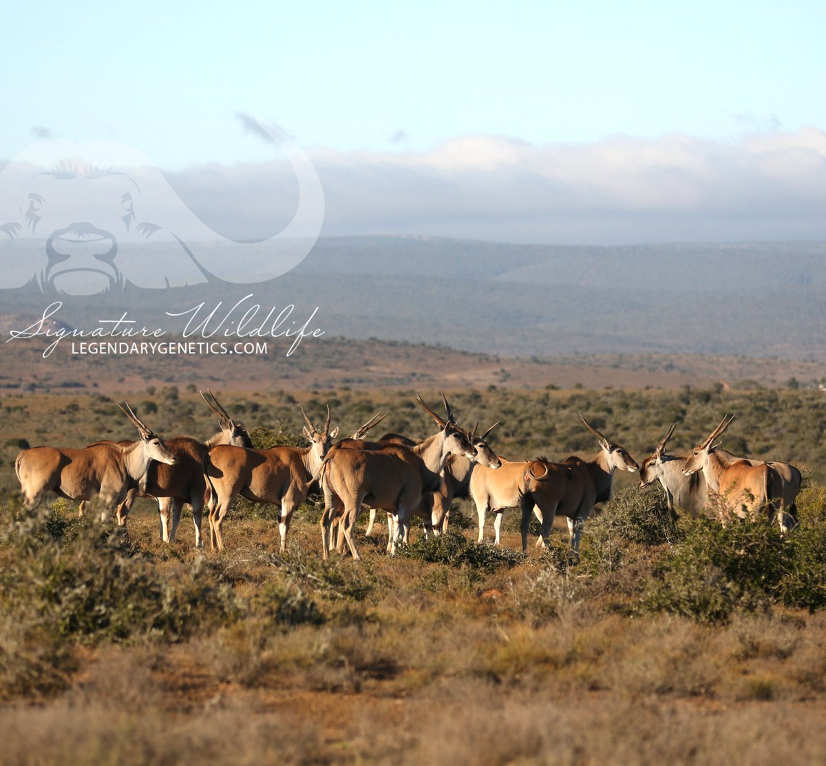 SignatureWild's tweet image. Kwandwe Signature Wildlife are offering various Eland lots on the @signaturewildlife Auction this year. These lots include:
-Eland cows
-Eland Blue bulls
-Adult Eland bulls (kuifkop)

Dont forget to save the date, 28 March 2020!

#signaturewildlife #Eland