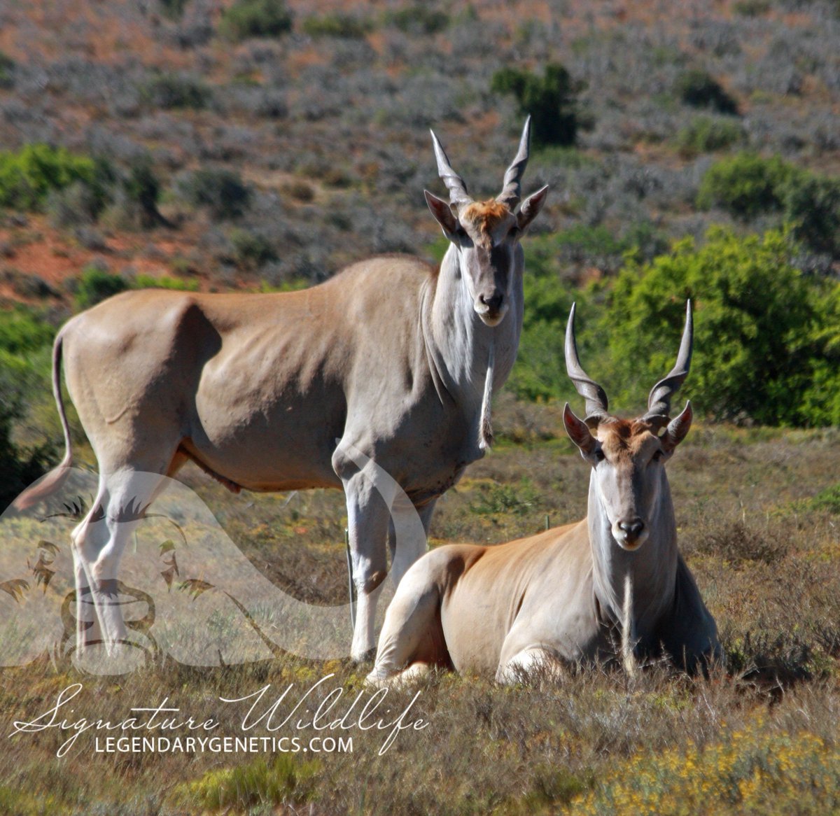 SignatureWild's tweet image. Kwandwe Signature Wildlife are offering various Eland lots on the @signaturewildlife Auction this year. These lots include:
-Eland cows
-Eland Blue bulls
-Adult Eland bulls (kuifkop)

Dont forget to save the date, 28 March 2020!

#signaturewildlife #Eland