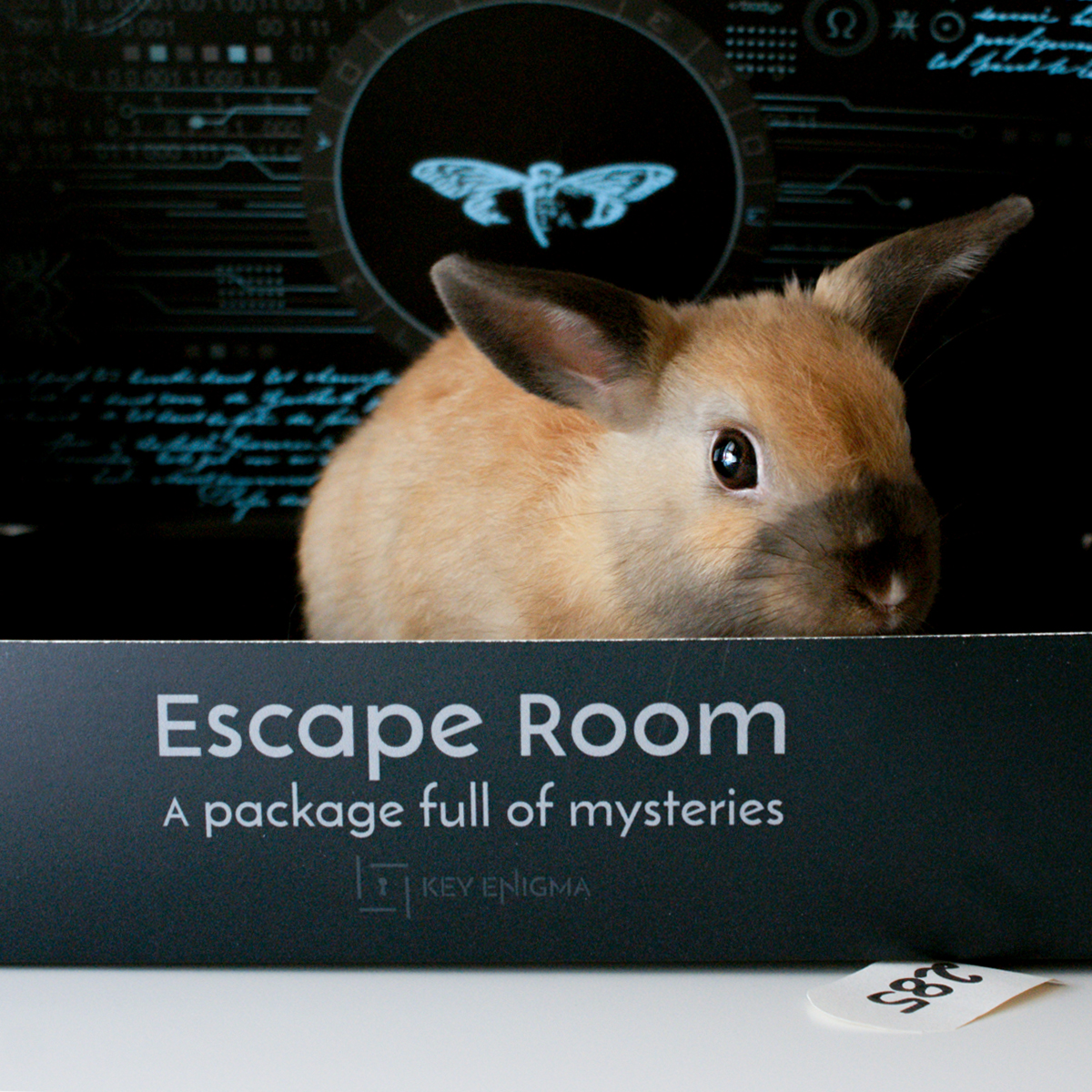 KeyEnigma's tweet image. Look who sneaked into our Box 🐰 #keyenigma #escapegame #escaperoom #rabbit #mysterybox #mystery