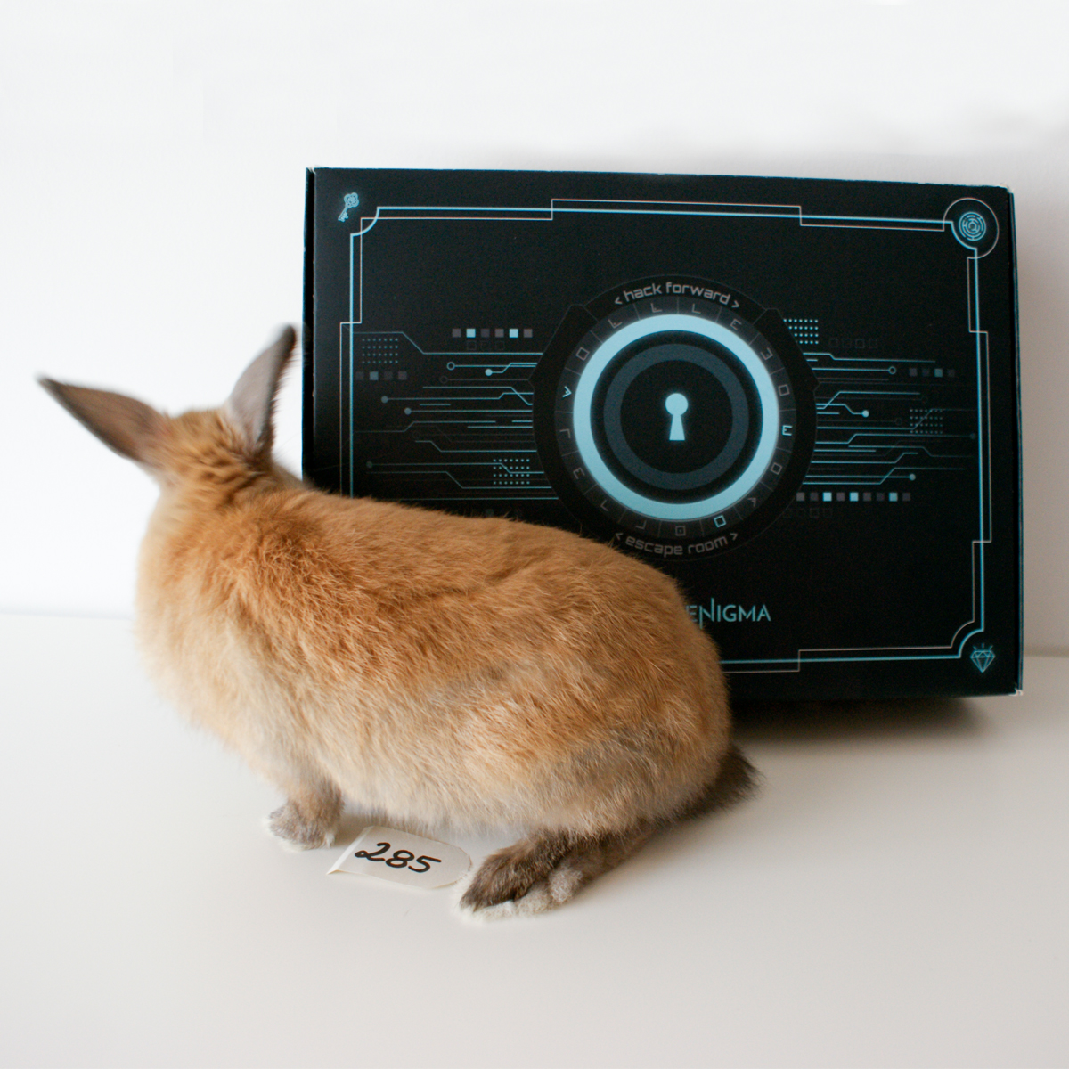KeyEnigma's tweet image. Look who sneaked into our Box 🐰 #keyenigma #escapegame #escaperoom #rabbit #mysterybox #mystery