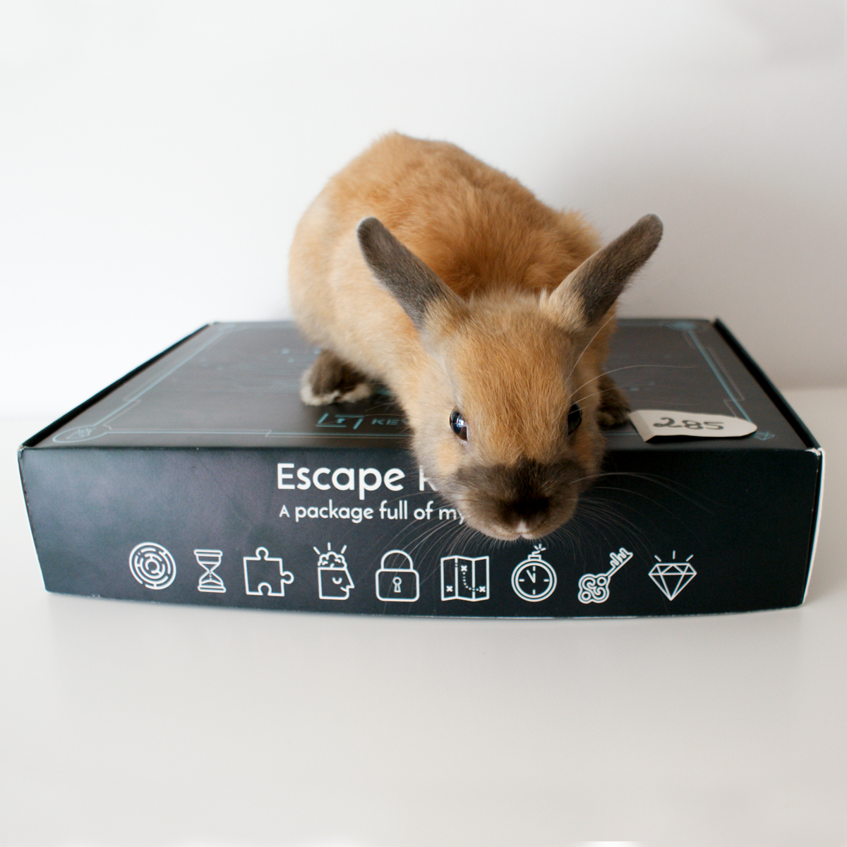 KeyEnigma's tweet image. Look who sneaked into our Box 🐰 #keyenigma #escapegame #escaperoom #rabbit #mysterybox #mystery