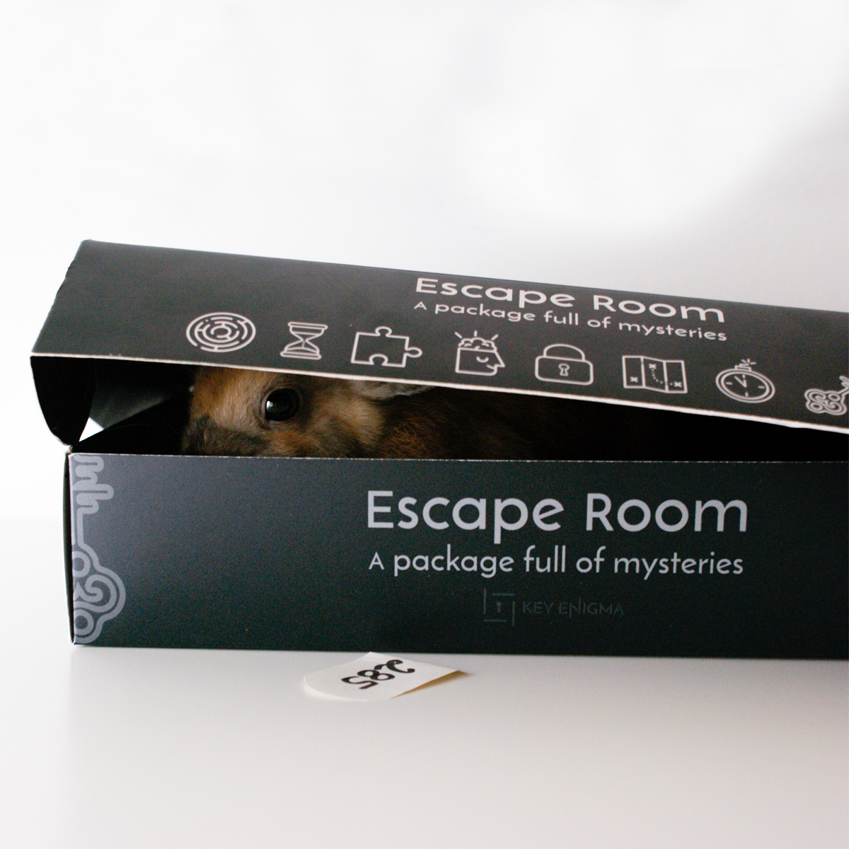 KeyEnigma's tweet image. Look who sneaked into our Box 🐰 #keyenigma #escapegame #escaperoom #rabbit #mysterybox #mystery