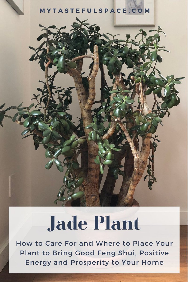 The Jade Plant is a very meaningful plant to own and to give for its many benefits. #jade #jadeplant #luckyplant #lowmaintenanceplant #hardtokillplant #bestindoorplant #fengshuiplant #easyindoorplants #homedecor #posi...