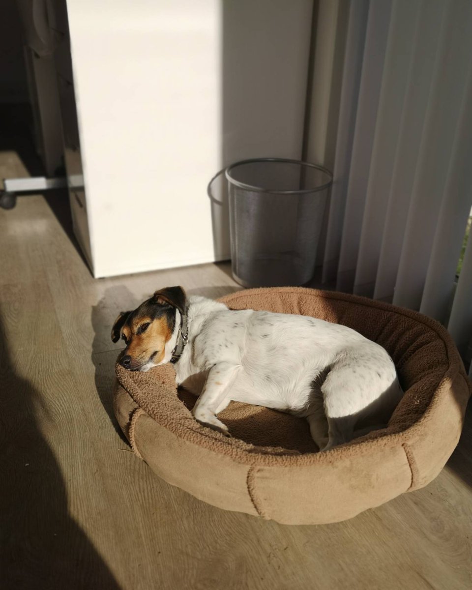 everbrightkent's tweet photo. ☀️ No time to sunbath! We have work to do.... 🐶

#officedog #hotdog #everbrightwindows #doubleglazing #compositedoors #upvc #windows #tripleglazing #frontdoors #checkatrade #certass #aluminium #bifolds #slidingdoors #homeimprovements #ashfordkent #kent #southeast https://t.co/s0CkBsWUQB