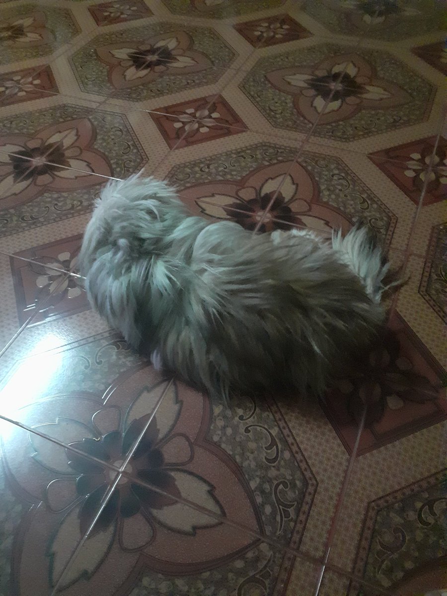 ย้าบไปแอค @meayxq tweet media