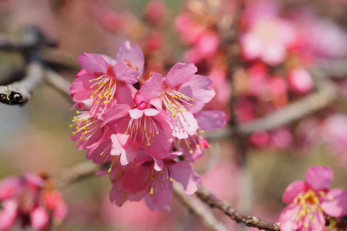 ちょっと前までは探すのがひと苦労だったのに、もうそこらで色んな花々がどんどん咲きだしている。今年も春は律儀にやってきた。 