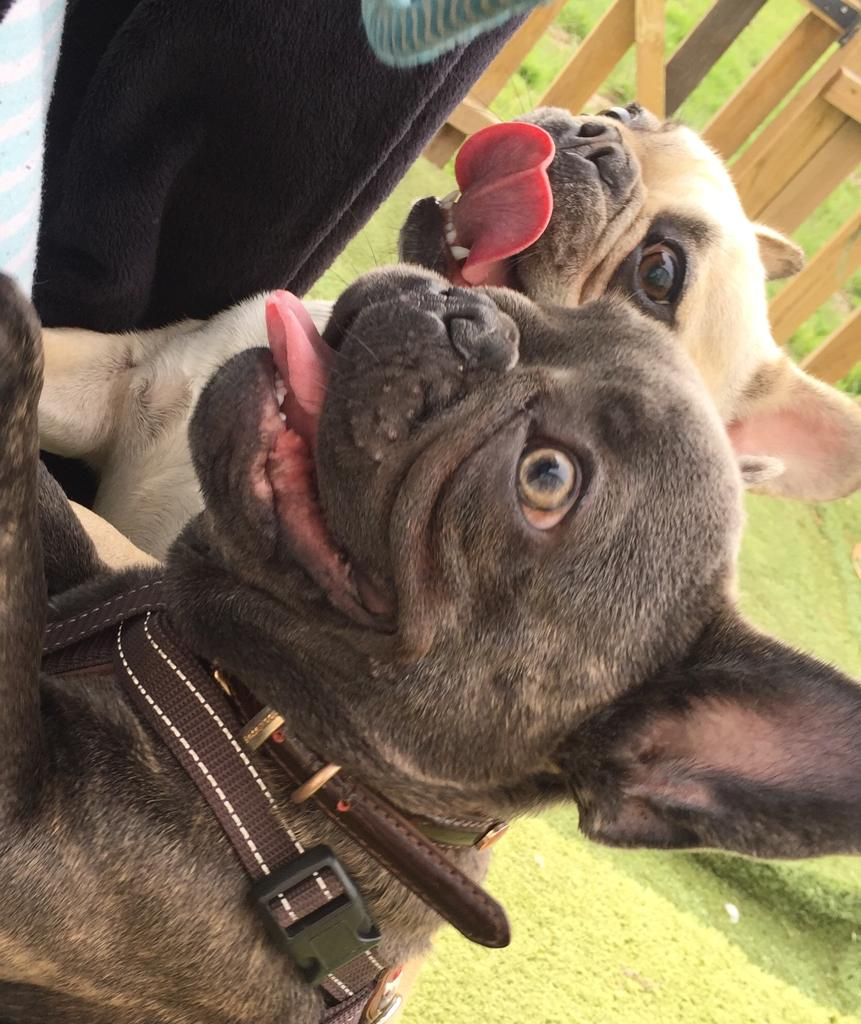 𝕋𝕠𝕟𝕘𝕦𝕖 𝕠𝕦𝕥 𝕋𝕦𝕖𝕤𝕕𝕒𝕪 y'allllllll 😛 

#frenchbulldogs #frenchies #frenchiesociety #frenchbulldogsofinstagram #frenchielove #frenchielife #frenchbulldoglove #frenchiegram #frenchieofig #frenchieoftheday #frenchbulldoglife #frenchielovers #frenchiephotos