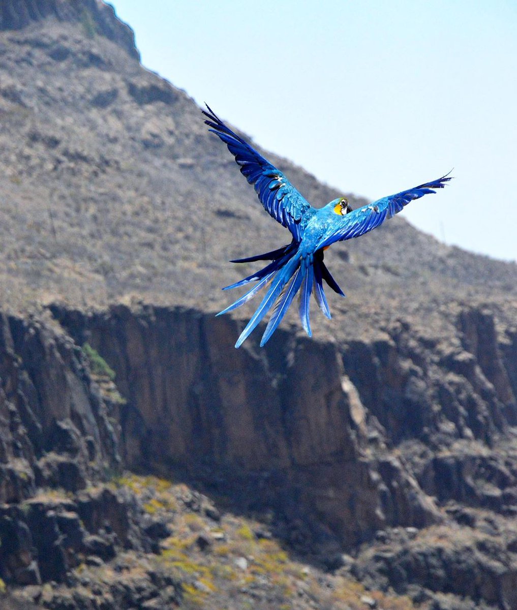 #PalmitosPark, situado un espectacular enclave natural en #Maspalomas.🙌😉Un oasis subtropical en un maravilloso entorno y con muchos tesoros en su interior para descubrir.
Si quieres pasar un día diferente en la mejor compañía, ¡hazte ya con tus entradas! mtr.cool/ymtvhpcqkg