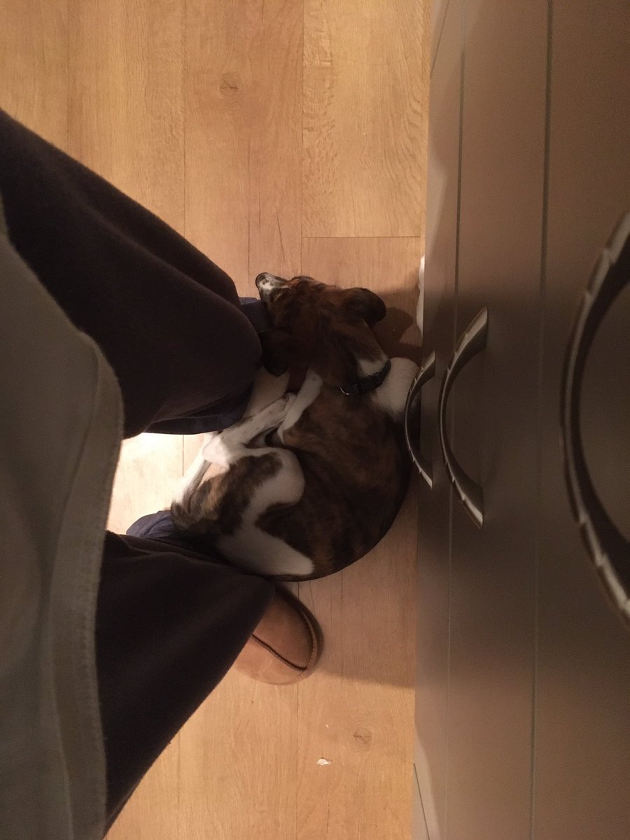 WinnieWhippet's tweet photo. Ahhh... love sleeping on mums fluffy uggs whilst she makes the lunchboxes. Night night all #DogsofTwittter #cute #whippet #dogs https://t.co/SW2QuMEtoh