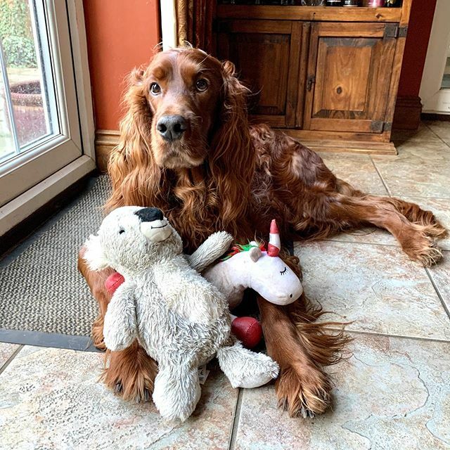 EdwardtheSetter's tweet image. Nanny came to visit yesterday so Edward got a new toy. Sam doesn’t care for toys and Edward would just take them anyway so he got food which pleased him greatly.  So now he has a unicorn AND a koala to love! #edwardthesetter #irishsetter #redsetter #setterstyle