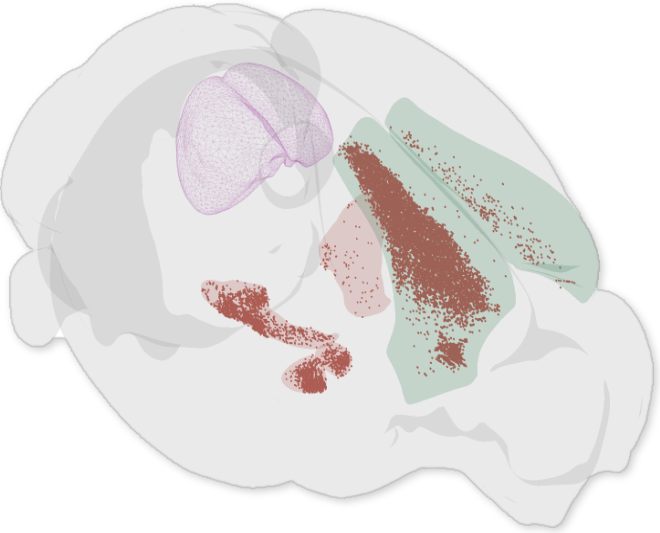 Federico_claudi's tweet photo. Brainrender can also be used to visualise the results of your experiments. For instance to see the position labelled cells after a viral injection, or to show the location of implanted electrodes. https://t.co/Wfm5ZcrxXr