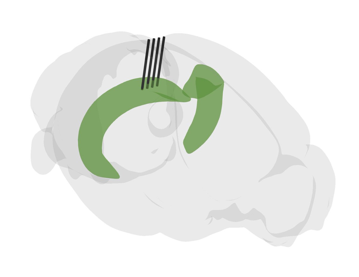 Federico_claudi's tweet photo. Brainrender can also be used to visualise the results of your experiments. For instance to see the position labelled cells after a viral injection, or to show the location of implanted electrodes. https://t.co/Wfm5ZcrxXr
