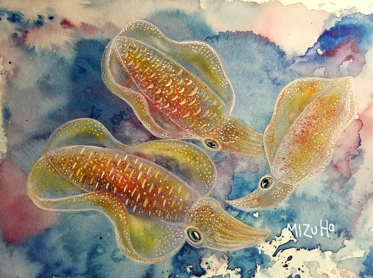 Mizuho オーストラリア 海中は不思議が溢れている宇宙 まるでエイリアンなアオリイカ イラスト 絵描きさんと繋がりたい イラスト好きな人と繋がりたい ダイビング Watercolor Mizuho オーストラリア 海中は不思議が溢れている宇宙 まるでエイリアンなアオリイカ イラスト 絵描きさんと繋がりたい イラスト好きな人と繋がりたい ダイビング Watercolor