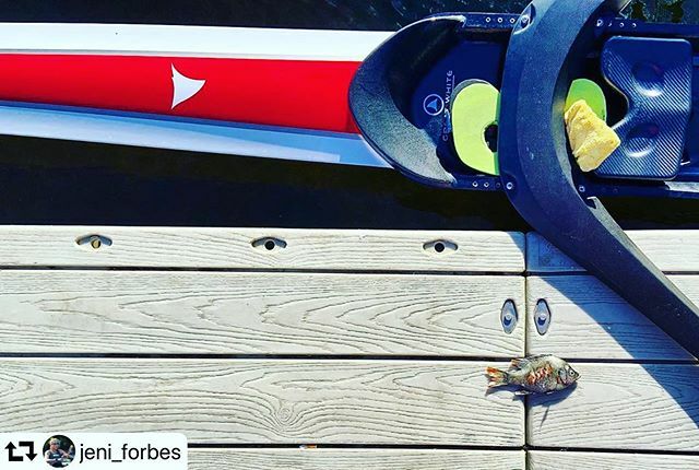 I am a nice shark, not a mindless eating machine
If I am to change this image, I must first change myself
Fish are friends, not food

#repost @jeni_forbes

#beashark #fisharefriendsnotfood #row #jensbuttpad #training #fueledbycraftsbury #greenracingproje… ift.tt/3c4kQIN