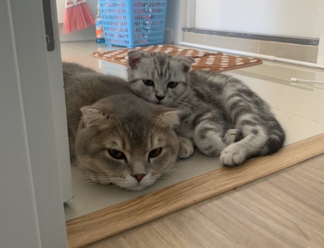 furbyfah's tweet image. เจ้าเม่อน้อยโตแล้วหน้าเหมือนพ่อนางมากโอ้ยยยยยยย